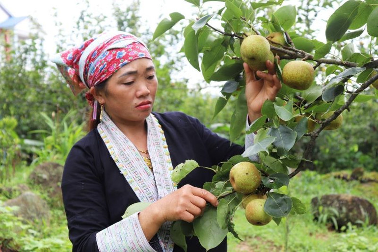 Trồng lê Tai Nung VH6 kết hợp du lịch nông nghiệp đem lại hiệu quả kinh tế cao hơn, giúp xóa nghèo nhanh và bền vững ở nhiều xã vùng cao Bát Xát. Trồng lê Tai Nung VH6 kết hợp du lịch nông nghiệp đem lại hiệu quả kinh tế cao hơn, giúp xóa nghèo nhanh và bền vững ở nhiều xã vùng cao Bát Xát.