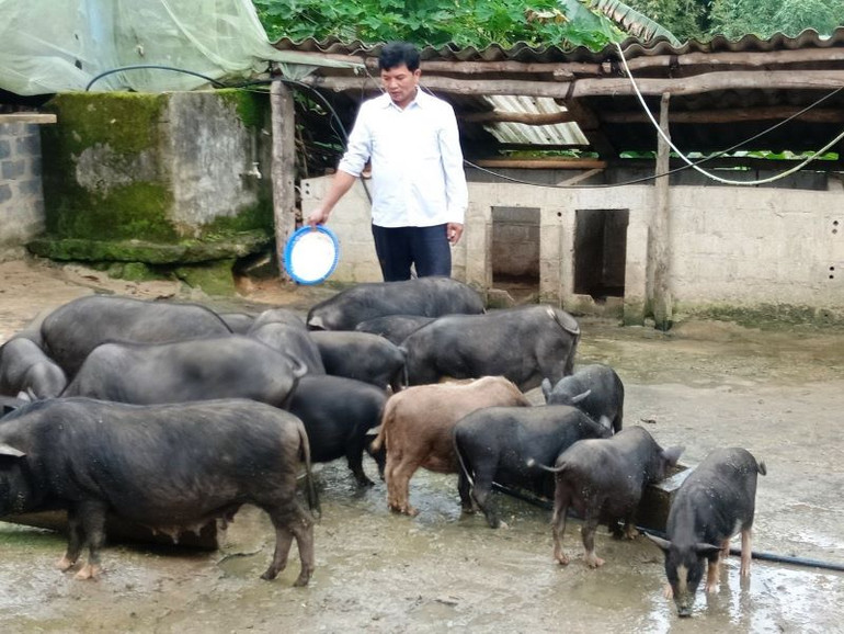 Nuôi lợn đen bản địa là hướng xóa nghèo hiệu quả ở vùng đồng bào dân tộc thiểu số Bát Xát. Nuôi lợn đen bản địa là hướng xóa nghèo hiệu quả ở vùng đồng bào dân tộc thiểu số Bát Xát.