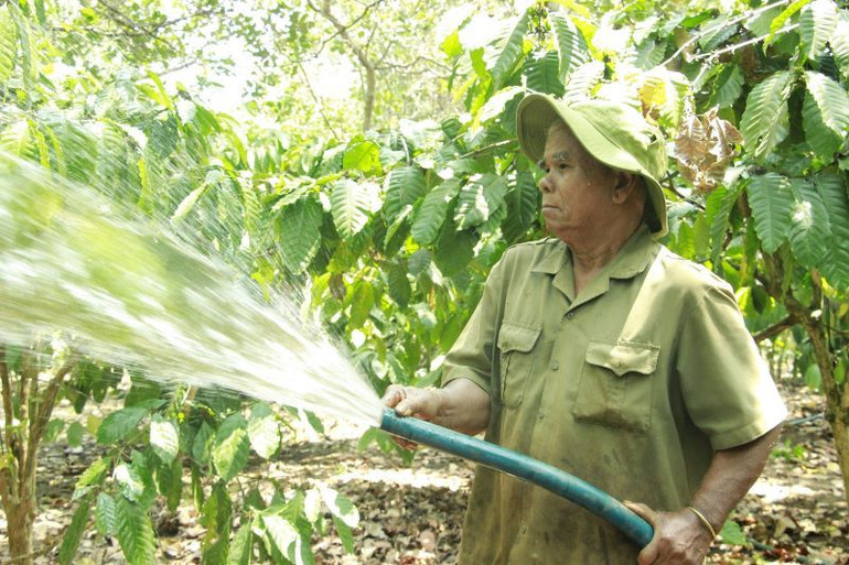 Già làng Điểu Lên chăm sóc vườn cây của gia đình.