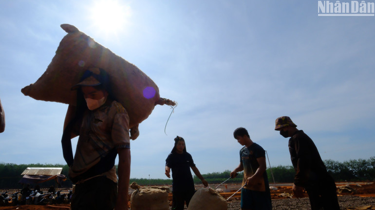 Vào dịp chính vụ, các đội nhóm nhận phơi điều thuê giá trung bình khoảng 400 ngàn đồng/tấn.