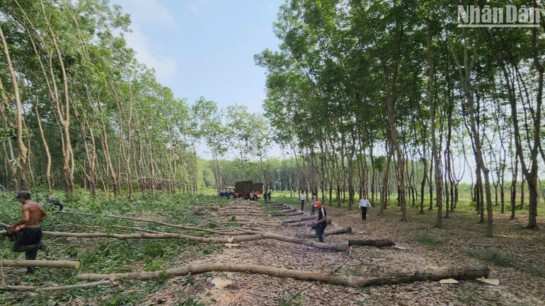 Nhân dân cắt cây để nhà nước xây dựng các tuyến cao tốc qua Bình Phước.