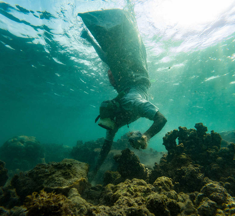 Một phụ nữ lặn hái rong biển. Ảnh: NPR