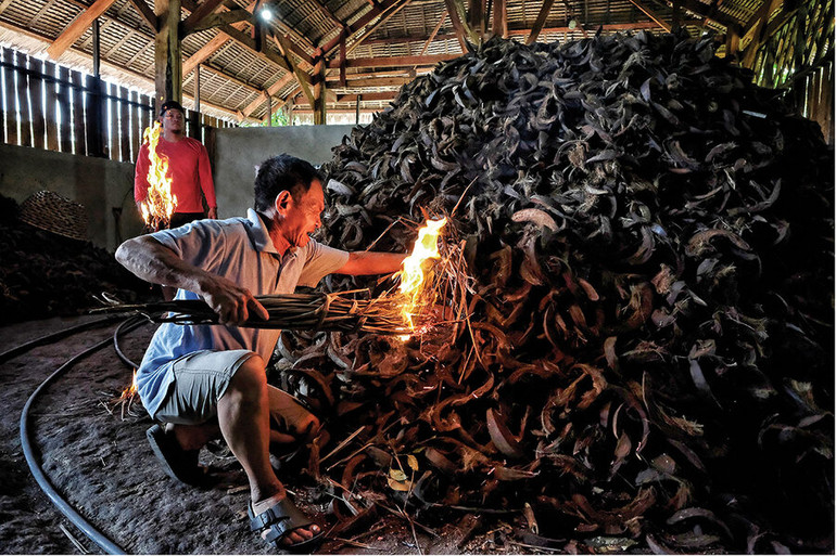 Đốt vỏ dừa đã ngâm nước biển lấy tro - một công đoạn làm muối thủ công. Ảnh: CSM