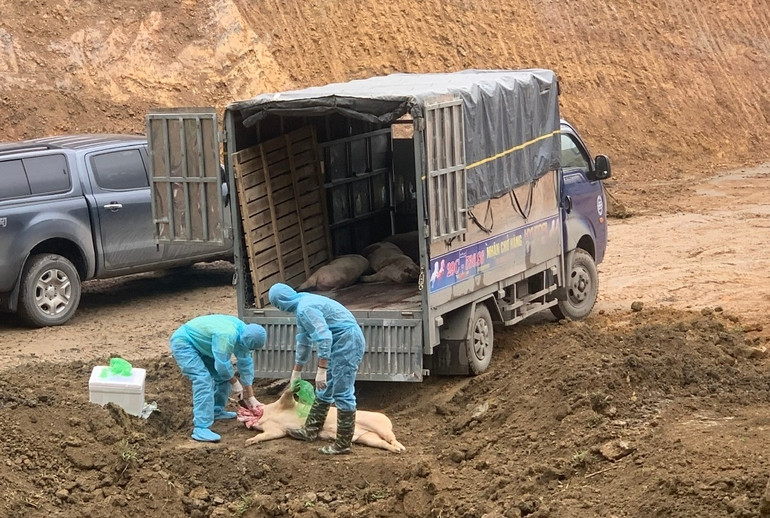 Lực lượng chức năng tiêu hủy số lợn chết đã tịch thu. (Ảnh: Công an Bắc Kạn) Lực lượng chức năng tiêu hủy số lợn chết đã tịch thu. (Ảnh: Công an Bắc Kạn)