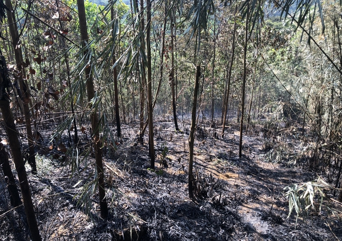 Hiện trường một đám cháy rừng sau khi đã được dập tắt tại Bắc Kạn vào ngày 31/5.