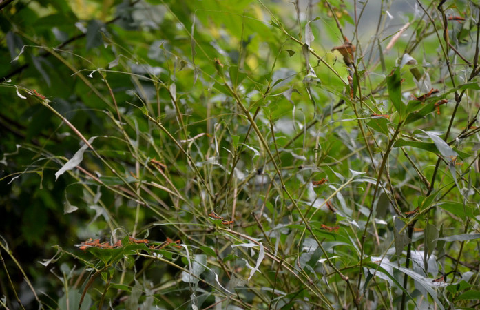 Một ngọn cây vầu bị châu chấu tre lưng vàng ăn trụi lá. (Ảnh: THU TRANG)