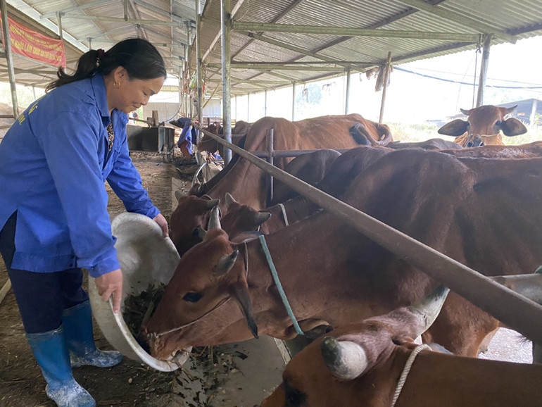 Bắc Kạn khuyến khích người dân chăn nuôi quy mô tập trung vừa phát triển kinh tế, vừa dễ bảo vệ đàn trong mùa đông. (Trong ảnh: Mô hình nuôi nhốt vỗ béo bò của người dân xã Bằng Phúc, Chợ Đồn). (Ảnh: HÀ NHUNG)