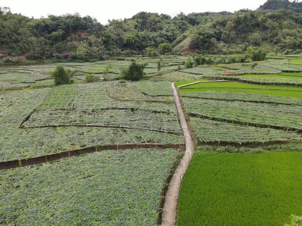 Những vườn bí xanh thơm ở xã Yến Dương, Ba Bể.