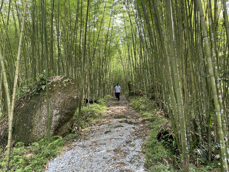 Bắc Kạn định hướng thu hút du khách đến các điểm du lịch sinh thái. (Trong ảnh: Khu rừng trúc Pù Lầu, xã Yến Dương, Ba Bể)