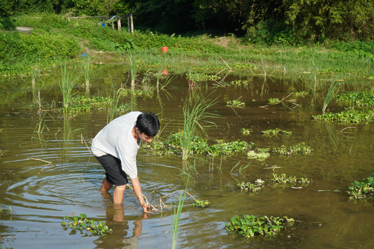 Người dân phải vớt ốc chết đem vứt bỏ.
