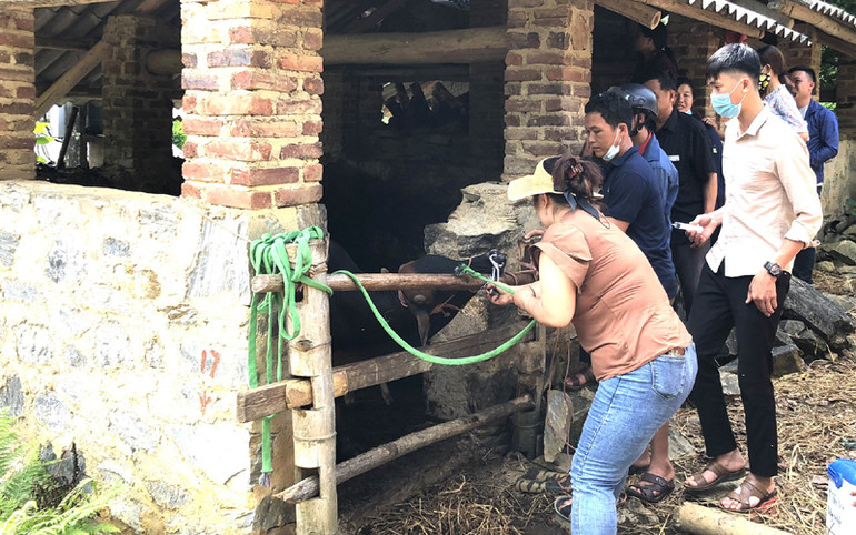 Bắc Kạn thiếu nhiều thú y viên cơ sở. (Trong ảnh: Thú y viên cơ sở tiêm vaccine phòng bệnh trên đàn gia súc cho nhân dân).