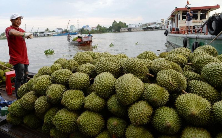 Thương lái ở huyện Cai Lậy (Tiền Giang) thu mua sầu riêng của nhà vườn bằng phương tiện thủy.