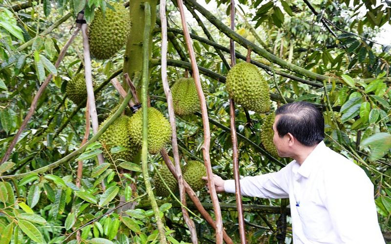 Vườn sầu riêng đạt chuẩn an toàn được trồng ở xã Ngũ Hiệp, huyện Cai Lậy (Tiền Giang).
