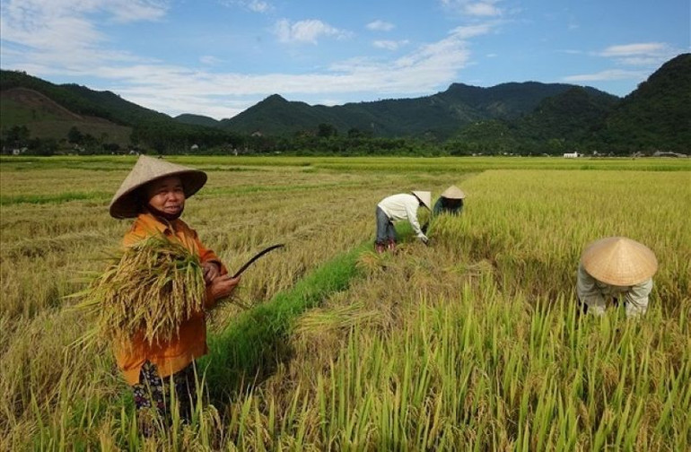 Cánh đồng lúa nước của bản Mường Ham. Cánh đồng lúa nước của bản Mường Ham.