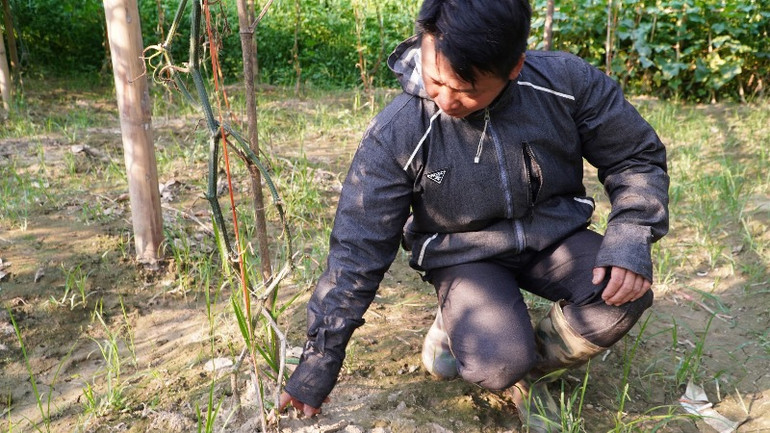 Dịch bệnh làm cây bí thối gốc dẫn tới chết dần. (Ảnh: CÔNG HẢI)