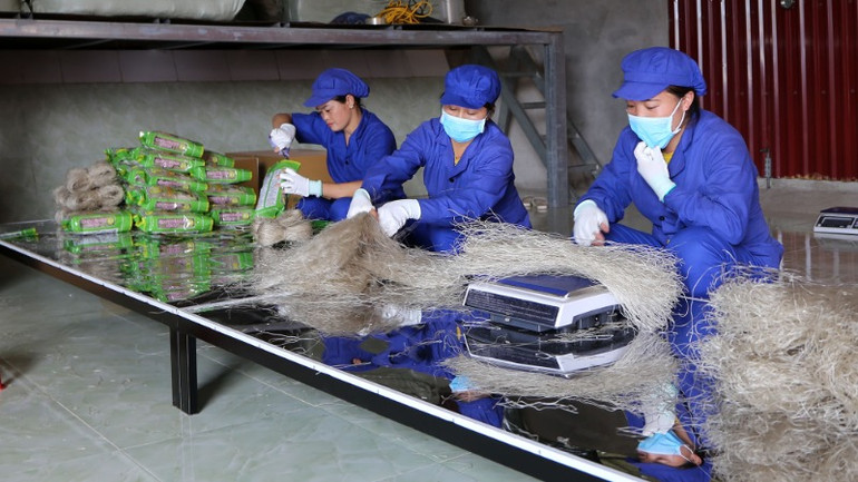 Đóng gói sản phẩm miến dong tại Hợp tác xã Tài Hoan. (Ảnh: THU CÚC)