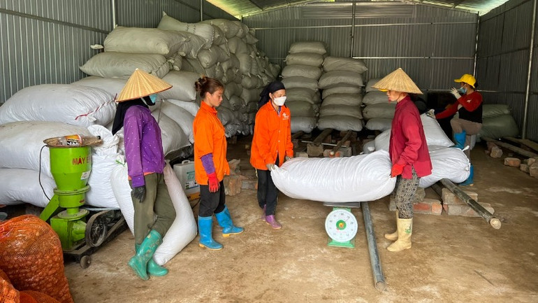 Người dân thôn Nà Săm, xã Thượng Giáo, huyện Ba Bể cân dược liệu bán cho đơn vị bao tiêu. (Ảnh: TUẤN SƠN).