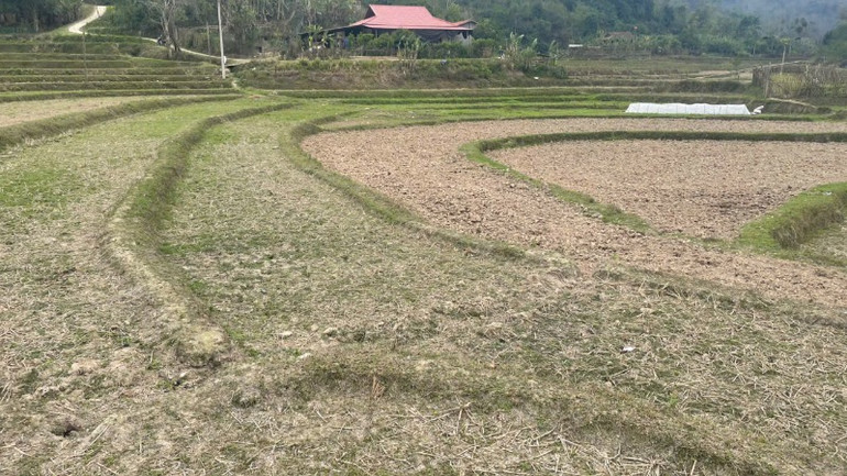 Một diện tích cánh đồng khô hạn vì thiếu nước ở huyện Na Rì. (Ảnh: TUẤN SƠN)