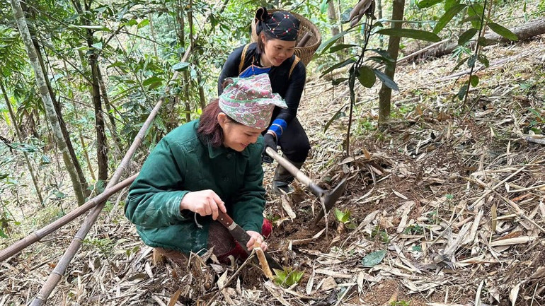 Khi măng còn non, nằm dưới đất, muốn tìm được phải vén lá và đào đất để bới lên. (Ảnh: HÀ TUYẾT)