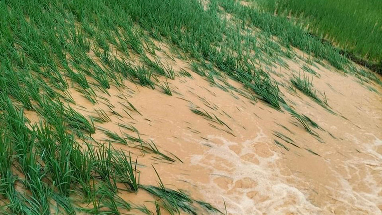 Nhiều diện tích lúa bị ngập úng. Nhiều diện tích lúa bị ngập úng.