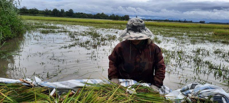 Một người nông dân buồn bã vì phải gặt lúa chạy bão Noru, cơn bão được đánh giá là mạnh nhất trong vòng 20 năm qua.