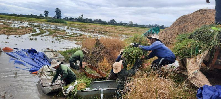 Người nông dân xã Ea Kly chuyền lúa lên bờ để chở về nhà chạy bão.