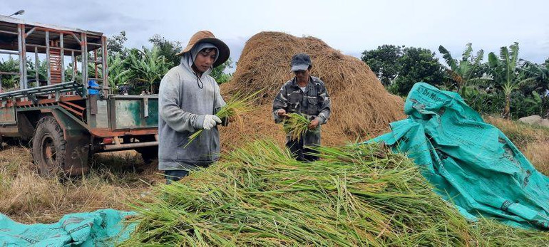 Mặc dù lúa chưa đến thời điểm gặt nhưng người nông dân xã Ea Kly vẫn quyết định gặt lúa chạy lũ để bảo vệ thành quả lao động của mình.