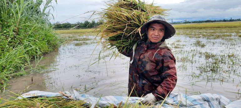 Một người nông dân xã Ea Kly vác lúa từ cánh đồng lên bờ để chở về nhà với vẻ mặt buồn bã.