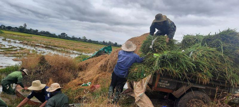 Lúa được đưa lên xe để chở về nhà chạy bão.