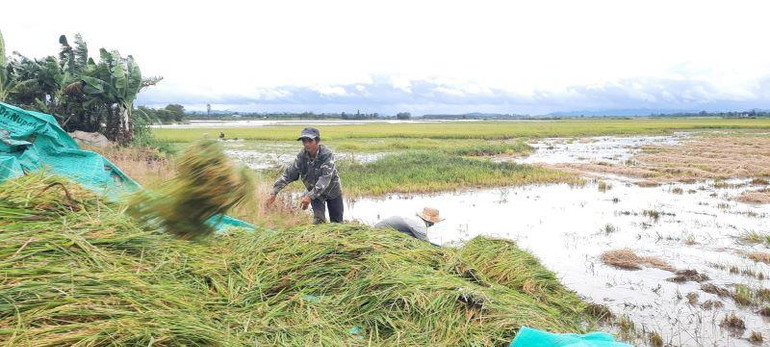 Người dân đưa lúa từ dưới ruộng lên bờ để xe chở về nhà chạy bão.