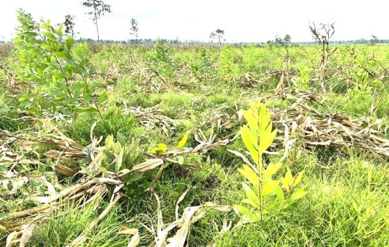 Công ty TNHH trồng rừng 27/7 đã trồng 61,95 ha rừng vào các năm 2021 và 2022. Tuy nhiên, diện tích này được trồng vào diện tích rừng tự nhiên đã bị suy giảm thuộc khoảnh 7, 8, Tiểu khu 251, không đúng với Phương án quản lý rừng bền vững đã được Ủy ban nhân dân tỉnh Đắk Lắk phê duyệt.