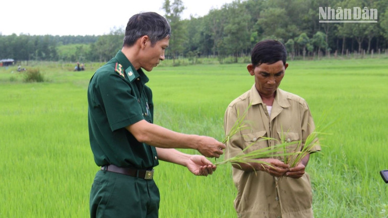 Bộ đội Biên phòng tỉnh Bình Phước giúp đồng bào dân tộc thiểu số trồng lúa nước.
