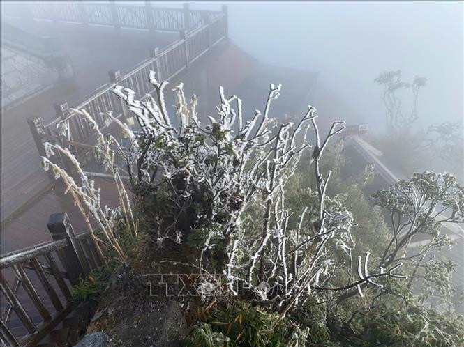 Băng giá phủ trắng từng ngọn cây trên đỉnh Fansipan. (Ảnh: TTXVN)