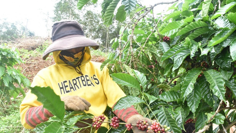 Hàng Việt Nam cần nỗ lực để đáp ứng yêu cầu của thị trường.