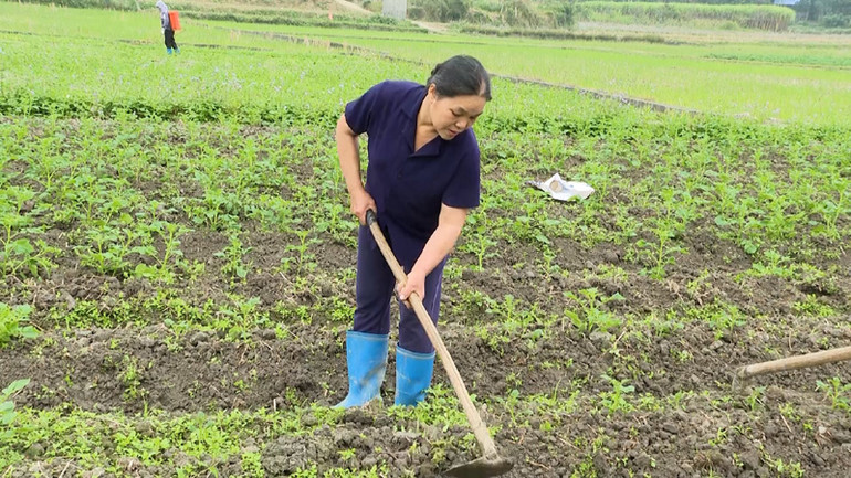 Tiếc công làm đất nên nhiều hộ dân ở thôn Bản Phố, xã Cao Kỳ tự bỏ tiền mua giống khoai tây về trồng dù đã quá thời vụ. (Ảnh: NGỌC TÚ).