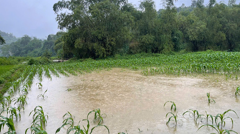 Một diện tích ngô ngập sâu trong nước lũ tại huyện Bạch Thông. (Ảnh: THU TRANG).