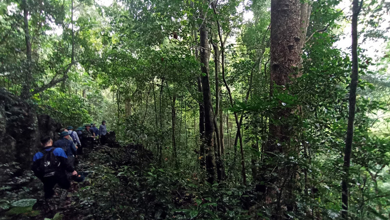 Hệ sinh thái rừng tự nhiên với nhiều loại thực vật quý trong khu bảo tồn. Ảnh: ĐĂNG BÁCH.