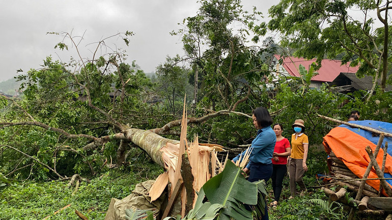 Gió lốc mạnh làm gẫy, đổ cây xanh ở huyện Bạch Thông. (Ảnh: TRẦN LỘC). Gió lốc mạnh làm gẫy, đổ cây xanh ở huyện Bạch Thông. (Ảnh: TRẦN LỘC).