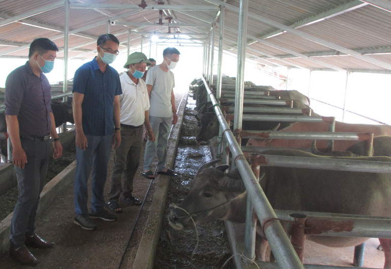 Mô hình nuôi trâu nhốt chuồng của người dân xã Ngọc Chiến, mang lại hiệu quả kinh tế cao. Mô hình nuôi trâu nhốt chuồng của người dân xã Ngọc Chiến, mang lại hiệu quả kinh tế cao.