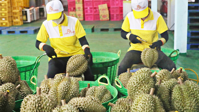 Sầu riêng là điểm sáng trên bức tranh xuất khẩu rau quả.