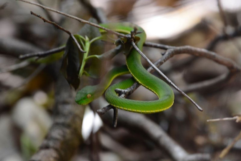 Rắn lục Vogel (Viridovipera vogeli).