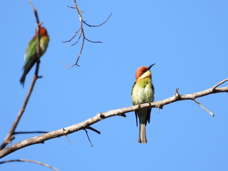 Loài chim Trảu đầu hung (Merops leschenaulti).