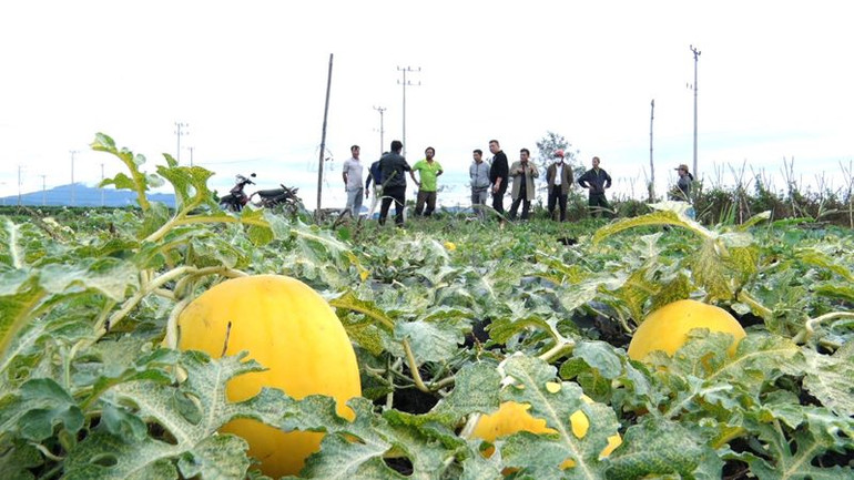 Nhiều hộ dân mạnh dạn đưa giống cây trồng mới vào sản xuất.