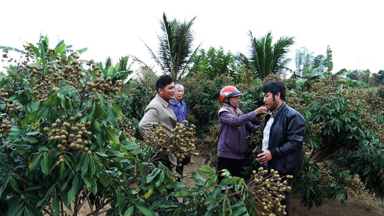 Mô hình trồng nhãn trái vụ tại thị trấn Đắk Hà.