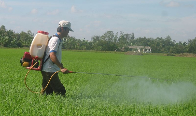 Đầu năm, nông dân xã Hậu Mỹ Trinh, huyện Cái Bè, tỉnh Tiền Giang ra đồng phun thuốc.