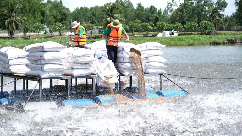 Vùng nuôi cá tra của một doanh nghiệp tại tỉnh Hậu Giang. (Ảnh: RICE ENTERTAIMENT)