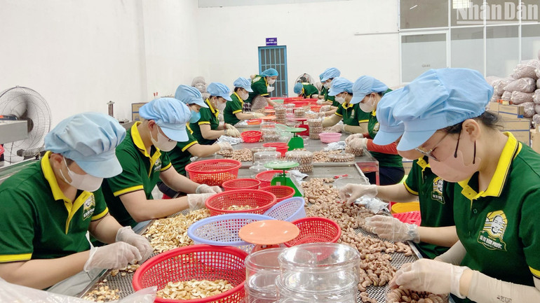 Chế biến hạt điều tại "thủ phủ điều" Bình Phước. Chế biến hạt điều tại "thủ phủ điều" Bình Phước.