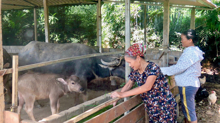 Gia đình bà Ninh Thị Va, dân tộc Sán Chay, thôn Đồng Min xã Bình Yên, huyện Sơn Dương được hỗ trợ vay vốn để mua trâu nuôi sinh sản.