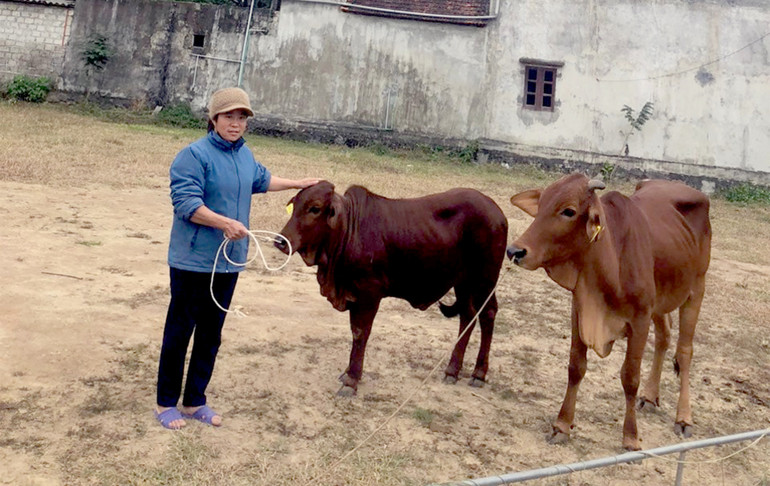 Gia đình ông Ma Văn Tuân, dân tộc Tày (thôn Đồng Chùa, xã Hợp Hòa) được hỗ trợ cặp bò sinh sản khỏe mạnh. Gia đình ông Ma Văn Tuân, dân tộc Tày (thôn Đồng Chùa, xã Hợp Hòa) được hỗ trợ cặp bò sinh sản khỏe mạnh.