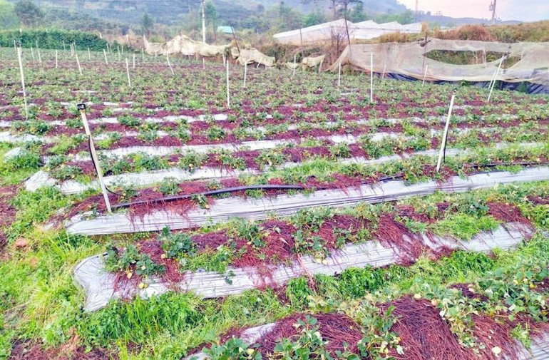 Nhiều diện tích dâu tây canh tác ngoài trời bị hư hại.